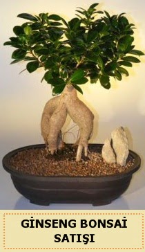 �thal Ginseng bonsai sat��� japon a�ac�  Ankara Pursaklar �i�ek sipari�i sitesi 