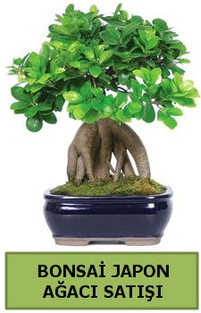 Bonsai japon a�ac� sat���  Ankara �i�ek sat��� 