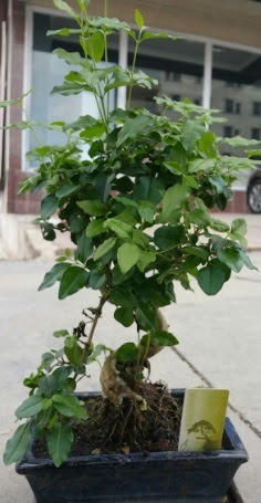 Bonsai japon a�ac� saks� bitkisi  Ankara Pursaklar �i�ek sipari�i vermek 