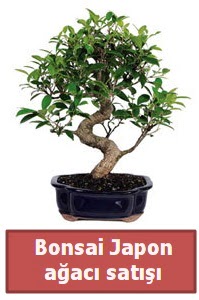 Japon a�ac� bonsai sat���  Ankara Pursaklar �i�ek sipari�i sitesi 