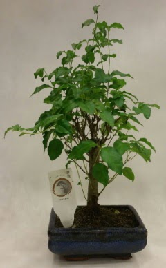 Minyat�r bonsai japon a�ac� sat���  Ankara Pursaklar �i�ek�i telefonlar� 