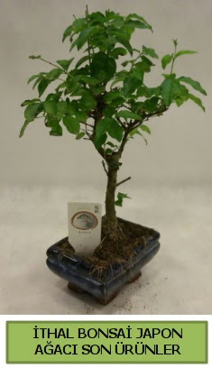�thal bonsai japon a�ac� bitkisi  Ankara Pursaklar hediye sevgilime hediye �i�ek 