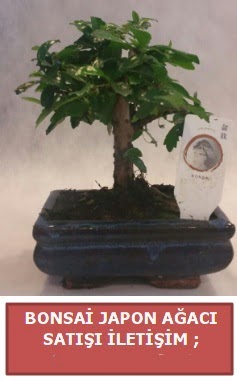 Japon a�ac� minya�r bonsai sat���  Ankara �i�ek sat��� 
