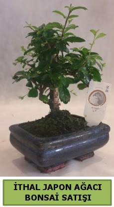 �thal japon a�ac� bonsai bitkisi sat���  Ankara Pursaklar �i�ek�i telefonlar� 
