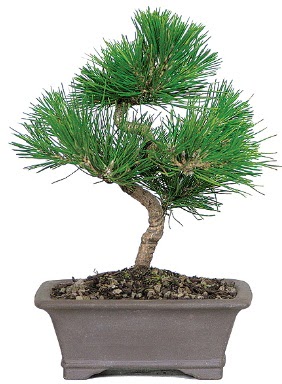 �am a�ac� bonsai japon a�ac� bitkisi  Ankara �i�ek g�nderme 