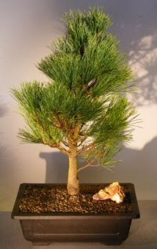 �am a�ac� japon a�ac� bitkisi bonsai  Ankara Pursaklar �i�ek�i telefonlar� 