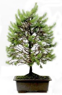 *** STOKTA YOK - �am a�ac� bonsai bitkisi sat���  Ankara Pursaklar cicekciler , cicek siparisi 