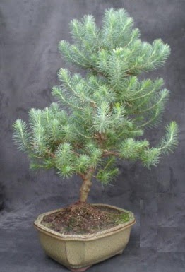 Bonsai �am a�ac� japon a�ac� bitkisi  Ankara �i�ek g�nderme sitemiz g�venlidir 