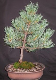 Bonsai �am a�ac� japon a�ac� bitkisi  Ankara Pursaklar �i�ek sipari�i sitesi 