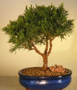 Servi �am bonsai japon a�ac� bitkisi  Ankara Pursaklar �i�ek yolla 