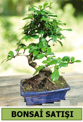 �am bonsai japon a�ac� sat���  Ankara �i�ek sat��� 