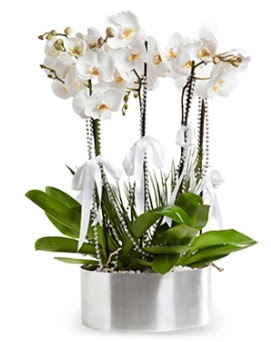 Be dall metal saksda beyaz orkide  Ankara Pursaklar iek yolla 