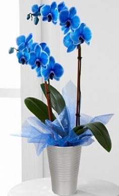 Seramik vazo ierisinde 2 dall mavi orkide  Ankara Pursaklar iek , ieki , iekilik 