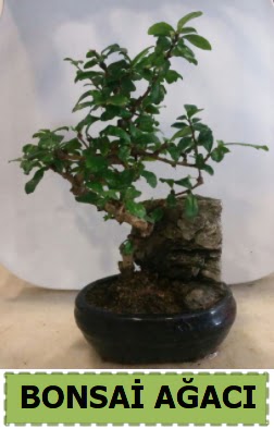 Bonsai a�ac� japon a�ac� sat���  Ankara Pursaklar �nternetten �i�ek sipari�i 