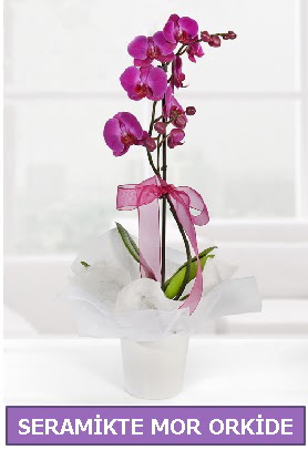 Seramik ierisinde birinci kalite tek dall mor orkide  Ankara Pursaklar hediye iek yolla 