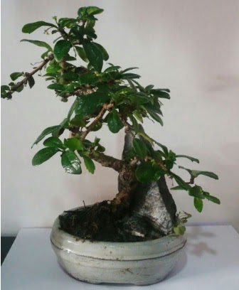 S �eklinde ithal bonsai a�ac�  Ankara Pursaklar �i�ek yolla 