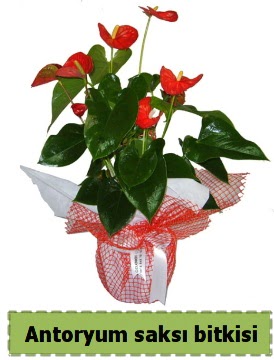 Antoryum saks� bitkisi b�y�k boy sat���  Ankara �Pursaklar i�ek , �i�ek�i , �i�ek�ilik 