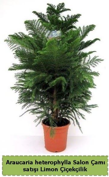 Salon �am� Sat��� Araucaria heterophylla  Ankara �i�ek sat��� 