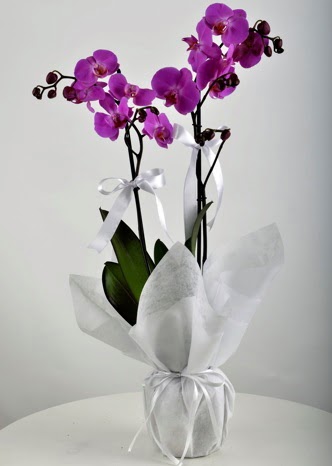 ift dall saksda mor orkide iei  Ankara Pursaklar iek siparii vermek 