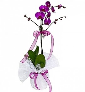 Tek dall saksda ithal mor orkide iei  Ankara Pursaklar iekiler  