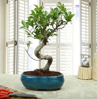 Amazing Bonsai Ficus S �thal  Ankara internetten �i�ek sipari�i 