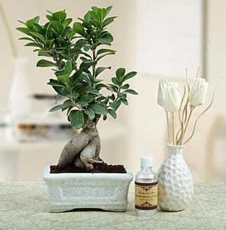 Ginseng ficus bonsai  Ankara Pursaklar �i�ek�iler 