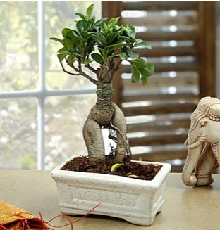 Marvellous Bonsai ginseng  Ankara Pursaklar �i�ek sipari�i sitesi 