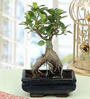 Appealing Ficus Ginseng Bonsai  Ankara anneler g�n� �i�ek yolla 