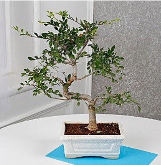 Unique Ulmus S Shaped Bonsai  Ankara Pursaklar �i�ek online �i�ek sipari�i 