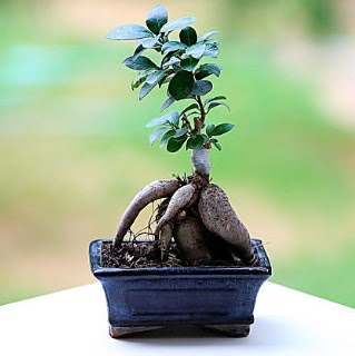 Marvellous Ficus Microcarpa ginseng bonsai  Ankara Pursaklar �i�ek sipari�i vermek 