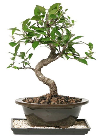 Altn kalite Ficus S bonsai  Ankara Pursaklar ieki telefonlar  Sper Kalite