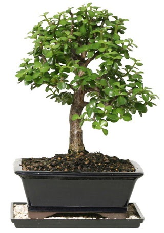 15 cm civar Zerkova bonsai bitkisi  Ankara Pursaklar iek siparii sitesi 