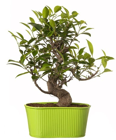Ficus S g�vdeli muhte�em bonsai  Ankara Pursaklar �i�ek sipari�i sitesi 