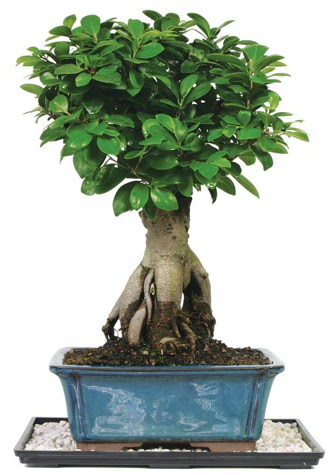 Bonsai Ginsing Grafted Ficus Bonsai  Ankara Pursaklar �i�ek yolla 