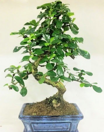 Zelkova S g�vdeli Minyat�r a�a� Bonzai  Ankara �i�ek g�nderme 