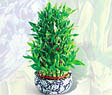  Ankara �i�ek servisi , �i�ek�i adresleri  Bambu �zel b�y�k boy
