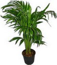  Ankara �i�ek servisi , �i�ek�i adresleri  Areca palm  