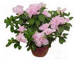  Ankara �i�ek servisi , �i�ek�i adresleri  Rhodendron latince A�elya 