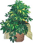  Ankara internetten �i�ek sipari�i  Schefflera gold 