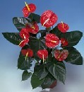  Ankara �i�ek g�nderme  Anthurium Saksili Bitki